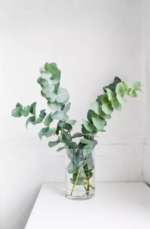 這些北歐宜家風(fēng)必備網(wǎng)紅植物，你都知道叫啥嗎？