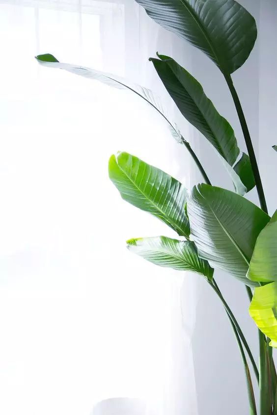 這些北歐宜家風(fēng)必備網(wǎng)紅植物，你都知道叫啥嗎？