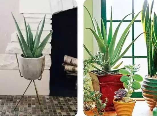什么植物最旺家？為了家人健康，你必須知道！
