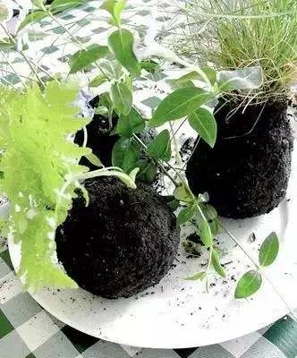 幾根繩子把綠植種成屏風(fēng)，還買花盆干嘛？