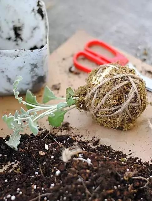 幾根繩子把綠植種成屏風(fēng)，還買花盆干嘛？