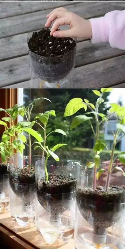 幾根繩子把綠植種成屏風(fēng)，還買花盆干嘛？