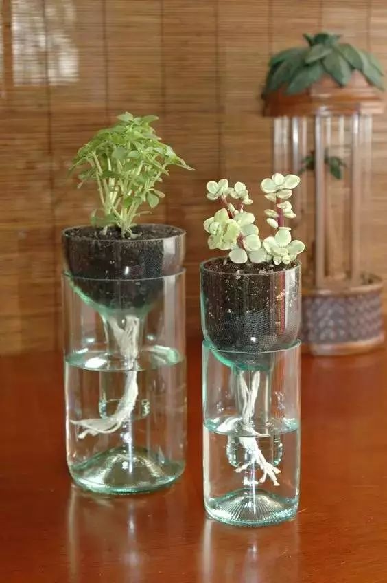 幾根繩子把綠植種成屏風(fēng)，還買花盆干嘛？