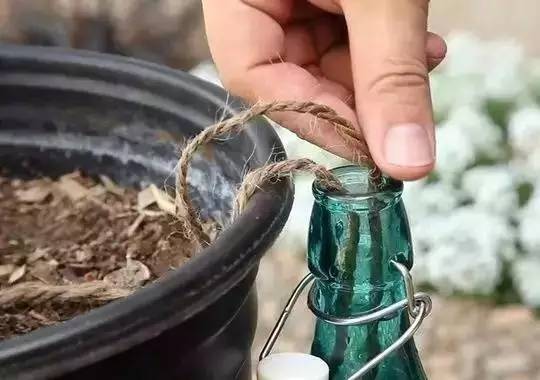 幾根繩子把綠植種成屏風(fēng)，還買花盆干嘛？