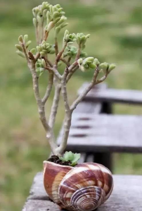 創(chuàng)意家居丨你以為只有陽臺(tái)能養(yǎng)花？這樣養(yǎng)花才有創(chuàng)意~