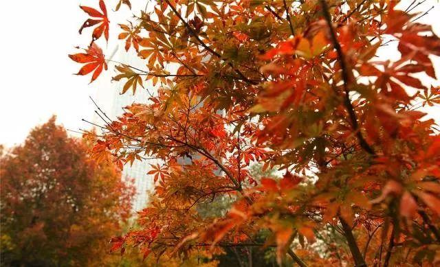 楓葉紅、杏葉黃，清風(fēng)給你暖冬家裝專屬色！