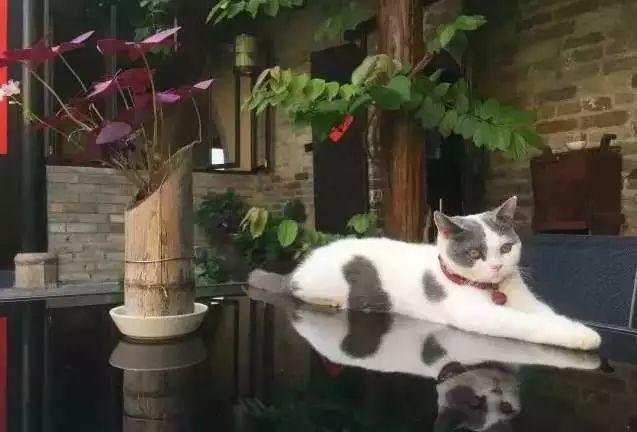 余生，想要一個院子，看花開花落......