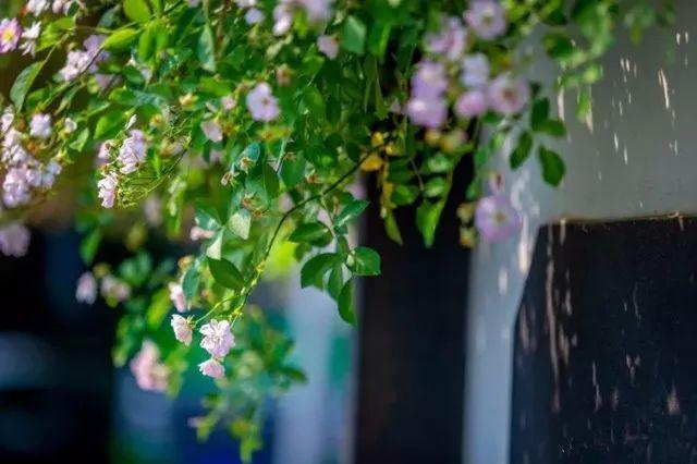 余生，想要一個院子，看花開花落......