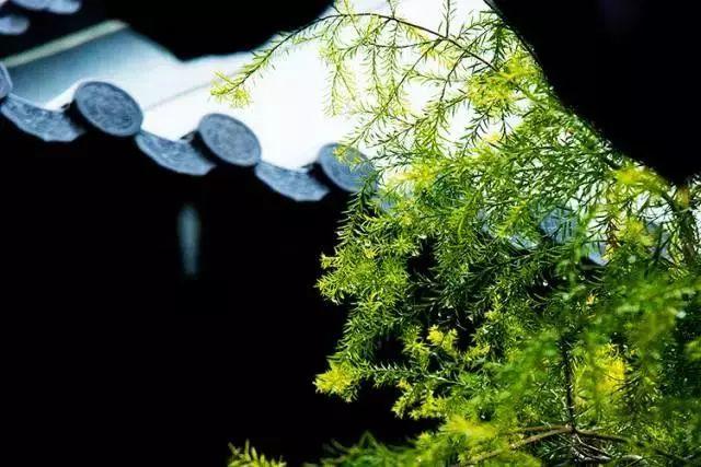 余生，想要一個院子，看花開花落......