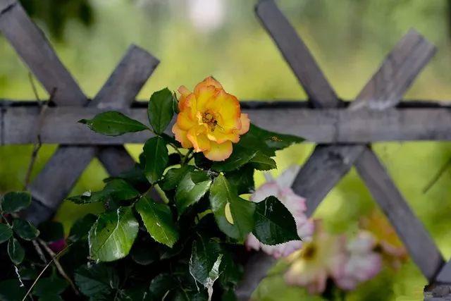 余生，想要一個院子，看花開花落......