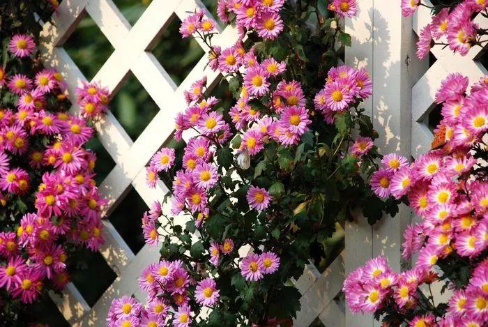 余生，想要一個院子，看花開花落......
