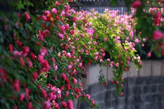 余生，想要一個院子，看花開花落......