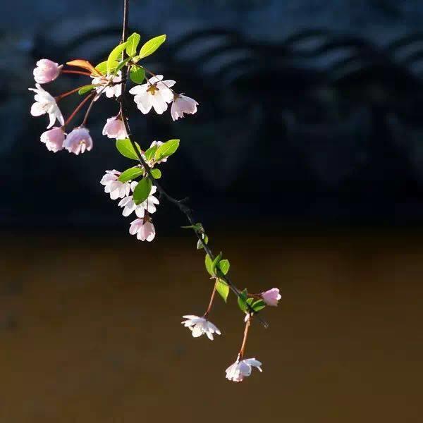 余生，想要一個院子，看花開花落......