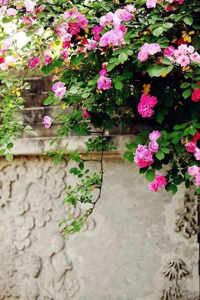 余生，想要一個院子，看花開花落......