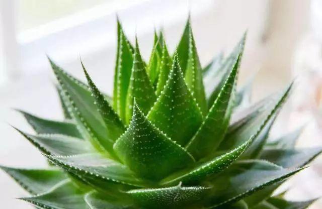 9大除甲醛綠植，趕緊先收藏了！
