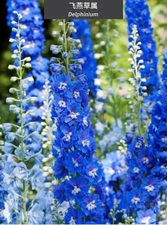 微園林|花園植物的色彩語(yǔ)言，讓植物為你說(shuō)話。