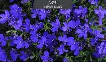 微園林|花園植物的色彩語(yǔ)言，讓植物為你說(shuō)話。