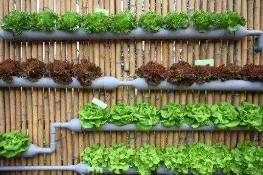 花花世界|居家打造精致小花園的8種方法！