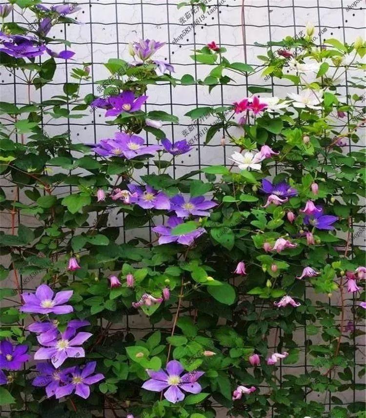 微園林|景觀植物綠化設(shè)計(jì)方法