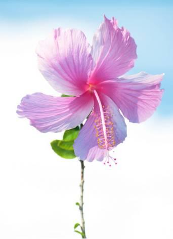 微園林|花園植物的色彩語(yǔ)言，讓植物為你說(shuō)話。