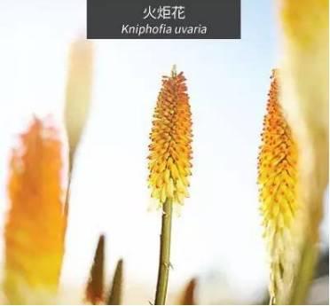 微園林|花園植物的色彩語(yǔ)言，讓植物為你說(shuō)話。