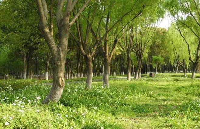 微園林|景觀植物綠化設(shè)計(jì)方法