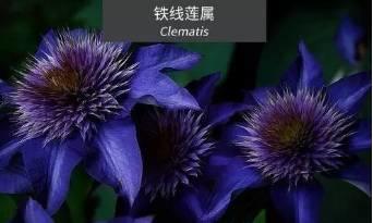 微園林|花園植物的色彩語(yǔ)言，讓植物為你說(shuō)話。