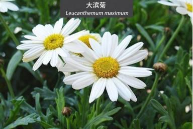 微園林|花園植物的色彩語(yǔ)言，讓植物為你說(shuō)話。