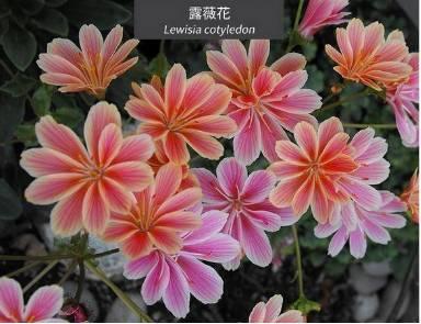 微園林|花園植物的色彩語(yǔ)言，讓植物為你說(shuō)話。