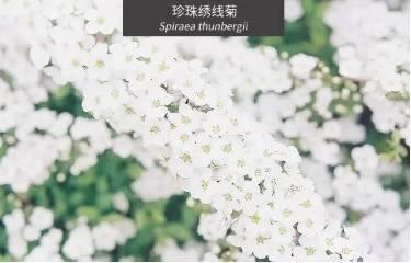 微園林|花園植物的色彩語(yǔ)言，讓植物為你說(shuō)話。