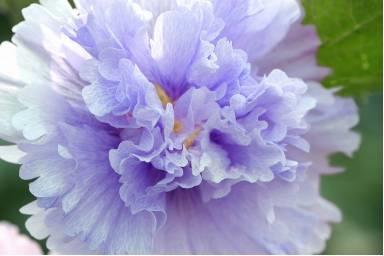 微園林|花園植物的色彩語(yǔ)言，讓植物為你說(shuō)話。