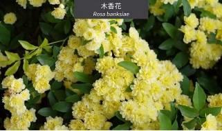 微園林|花園植物的色彩語(yǔ)言，讓植物為你說(shuō)話。