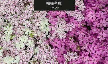微園林|花園植物的色彩語(yǔ)言，讓植物為你說(shuō)話。