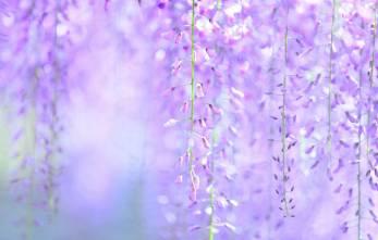 微園林|花園植物的色彩語(yǔ)言，讓植物為你說(shuō)話。