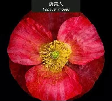 微園林|花園植物的色彩語(yǔ)言，讓植物為你說(shuō)話。