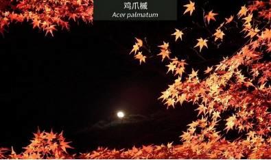 微園林|花園植物的色彩語(yǔ)言，讓植物為你說(shuō)話。