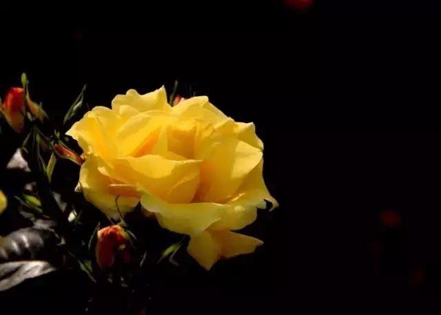 微園林|花園植物的色彩語(yǔ)言，讓植物為你說(shuō)話。