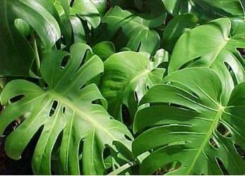 微園林|花園植物的色彩語(yǔ)言，讓植物為你說(shuō)話。