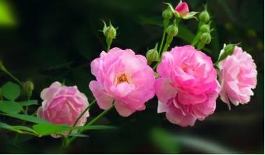 微園林|花園植物的色彩語(yǔ)言，讓植物為你說(shuō)話。