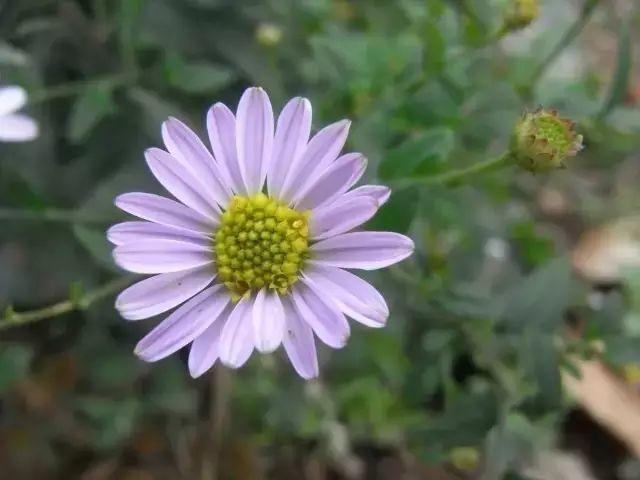 微園林|花園植物的色彩語(yǔ)言，讓植物為你說(shuō)話。