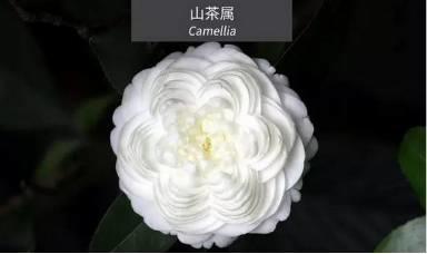 微園林|花園植物的色彩語(yǔ)言，讓植物為你說(shuō)話。
