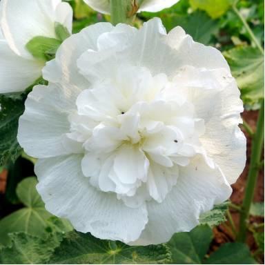 微園林|花園植物的色彩語(yǔ)言，讓植物為你說(shuō)話。