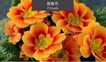 微園林|花園植物的色彩語(yǔ)言，讓植物為你說(shuō)話。