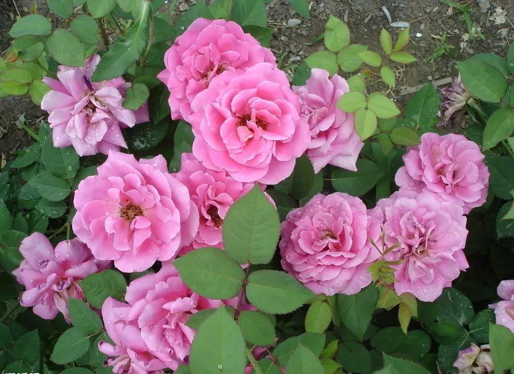 花花世界|夏季就應(yīng)該這么養(yǎng)植物！