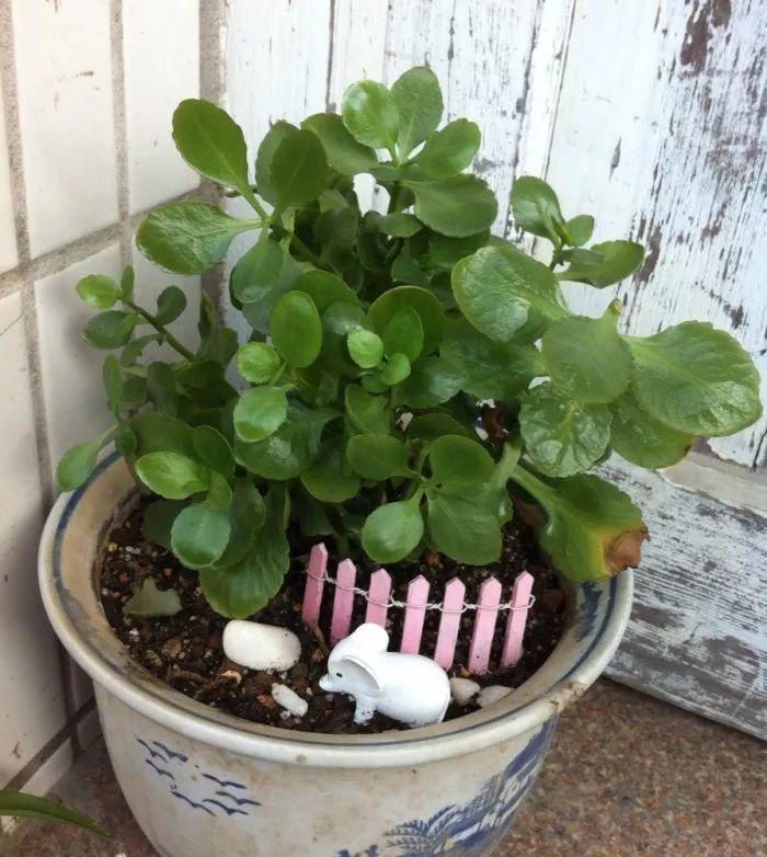 花花世界|夏季就應(yīng)該這么養(yǎng)植物！