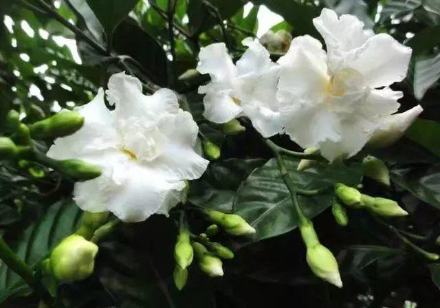 花花世界|那些名字與顏值不符的花！