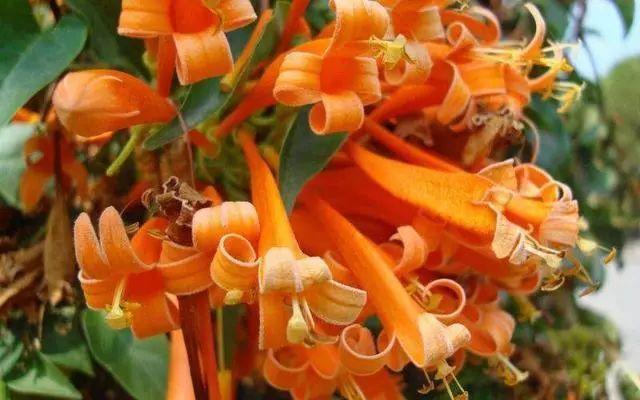 花花世界|那些名字與顏值不符的花！