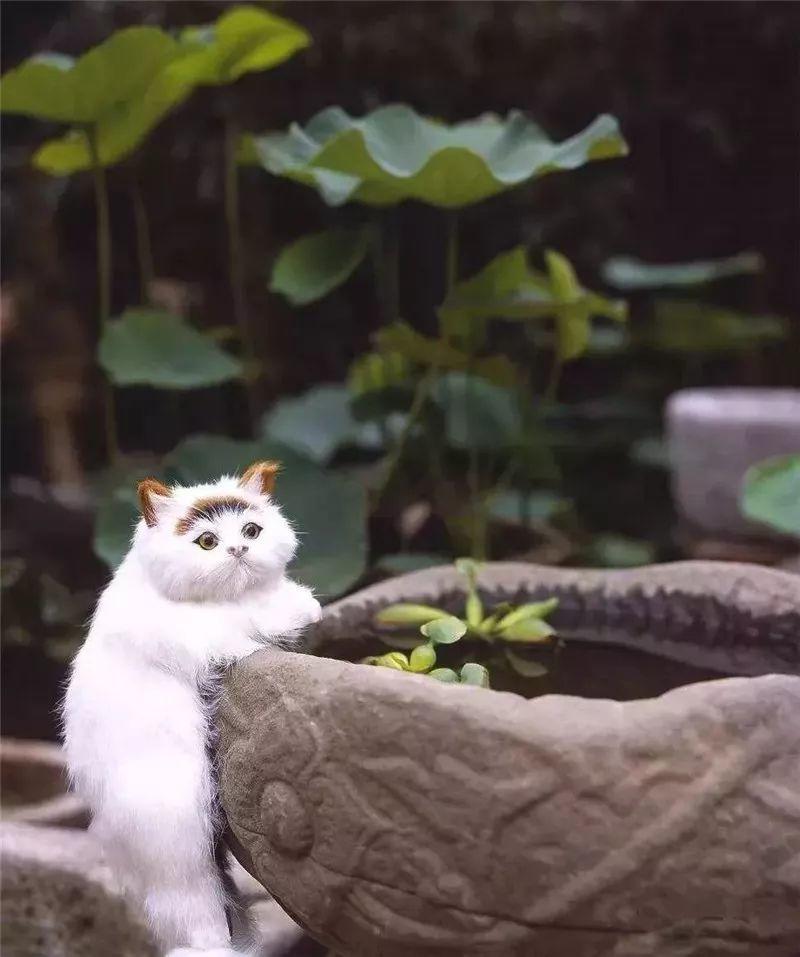 微園林|老缸 · 庭院中的一方山水 微園林|老缸 · 庭院中的一方山水