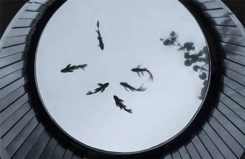 微園林|老缸 · 庭院中的一方山水 微園林|老缸 · 庭院中的一方山水