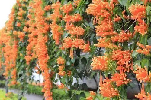 花花世界|那些名字與顏值不符的花！